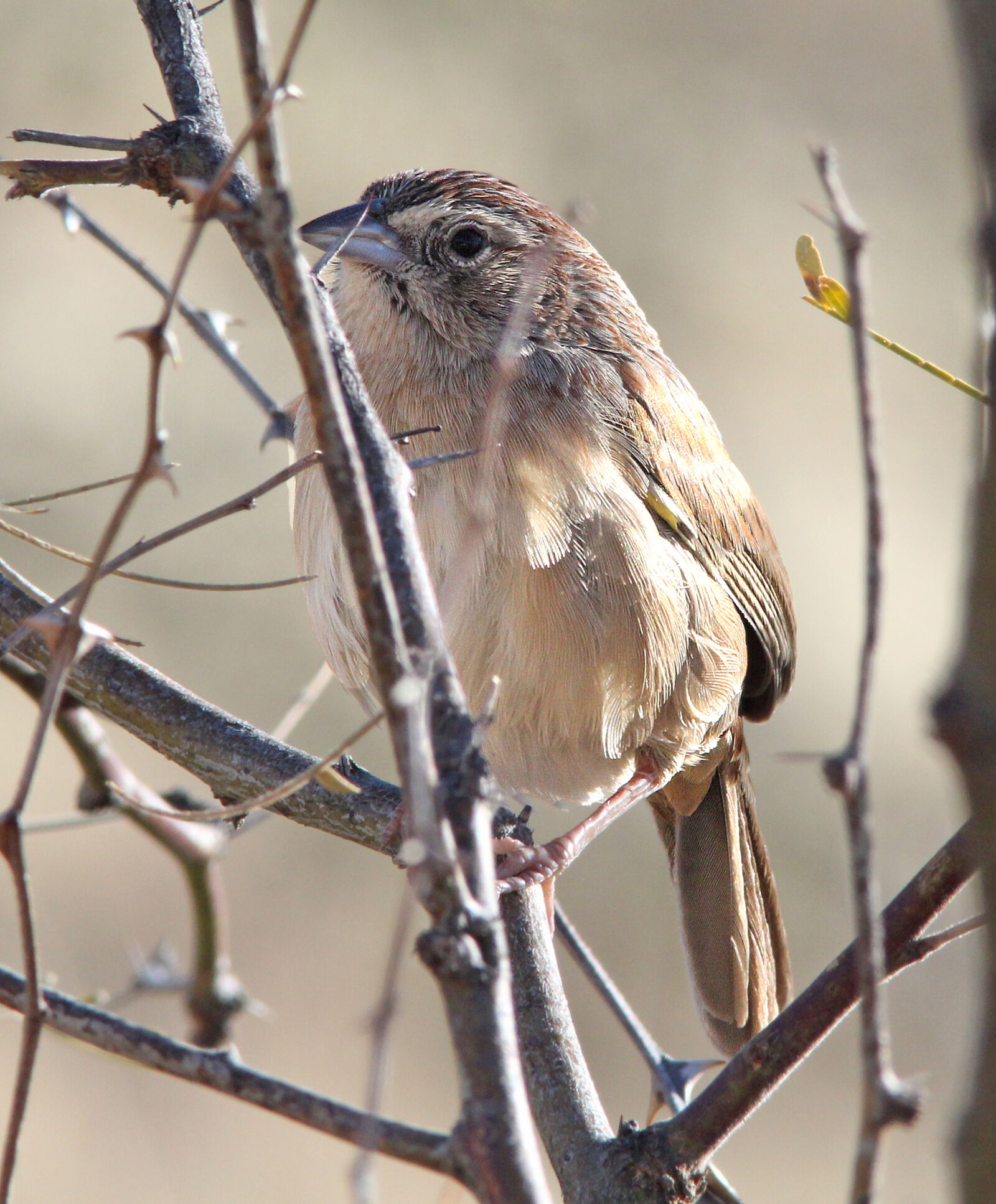Canon EF 300mm F4L IS USM sample photo