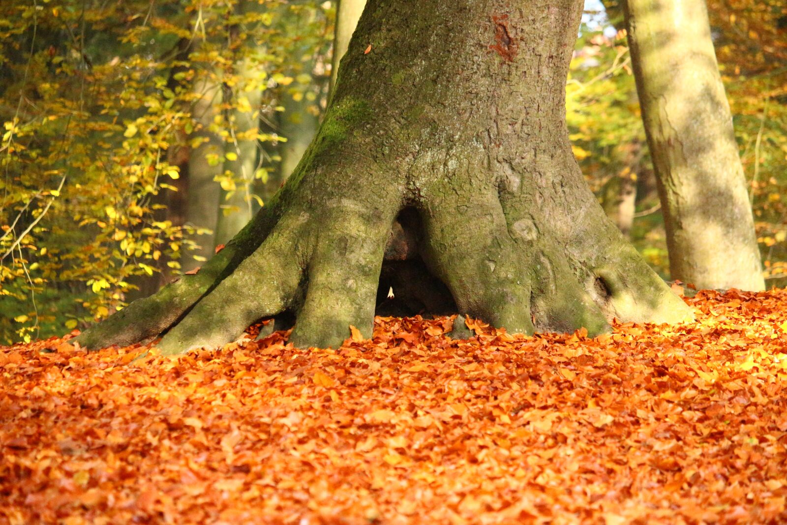 Canon EOS 100D (EOS Rebel SL1 / EOS Kiss X7) sample photo. Autumn, leaves, tree photography