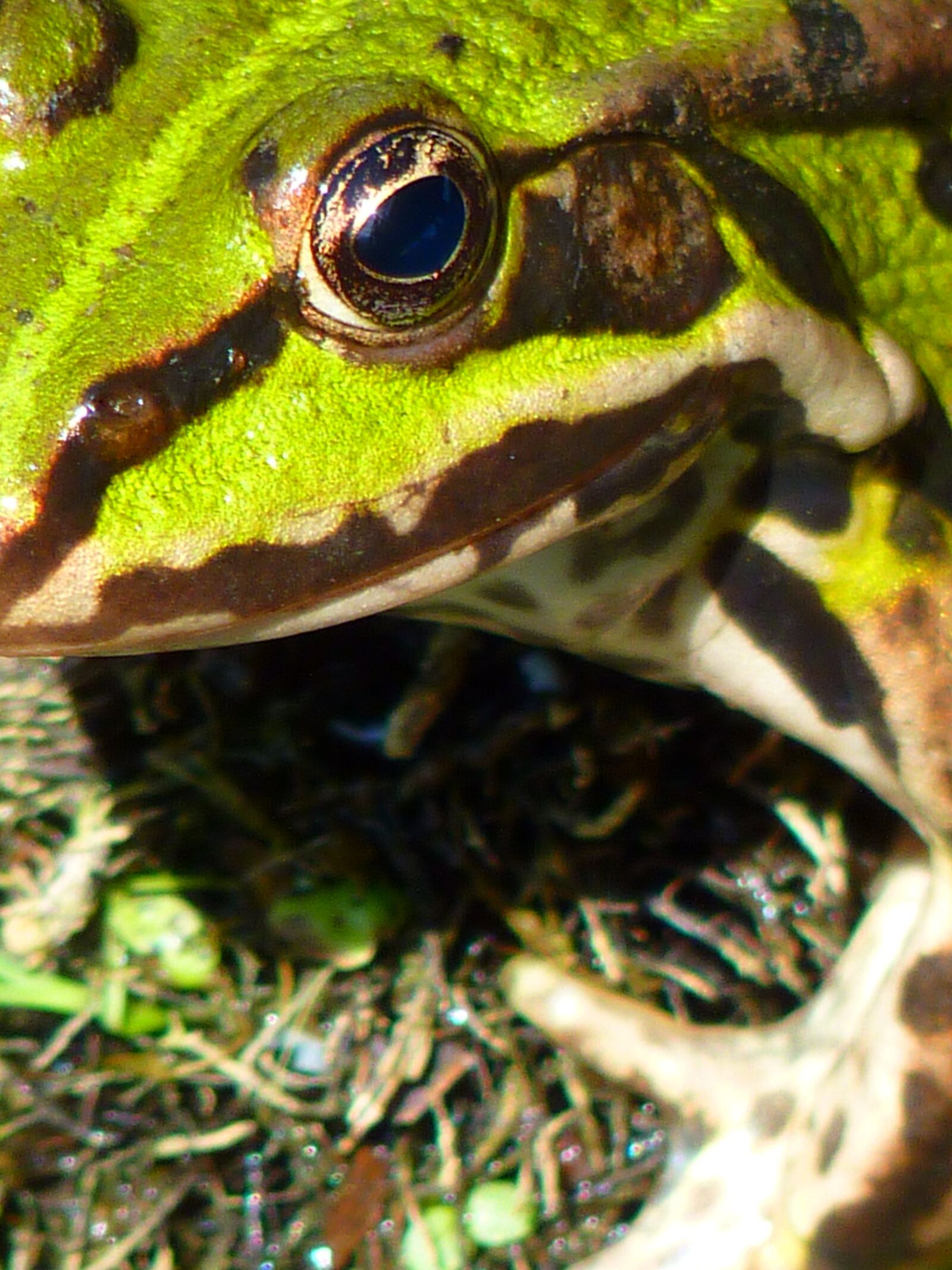 Panasonic Lumix DMC-FZ35 (Lumix DMC-FZ38) sample photo. Frog pond, frog, amphibian photography