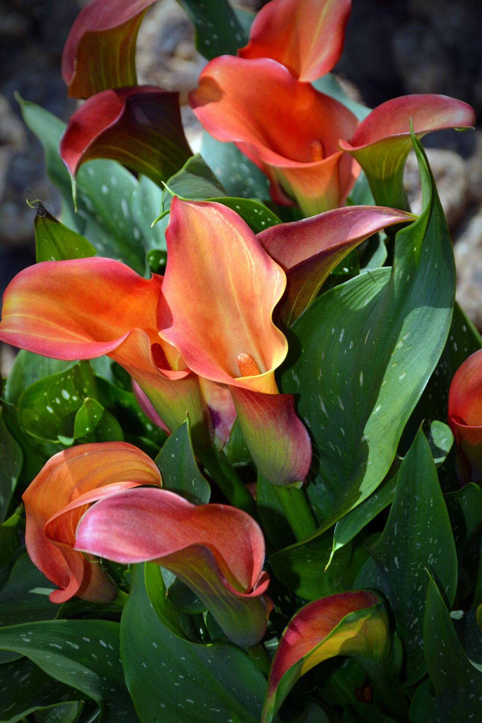 Nikon D5200 sample photo. Blossom, bloom, calla photography
