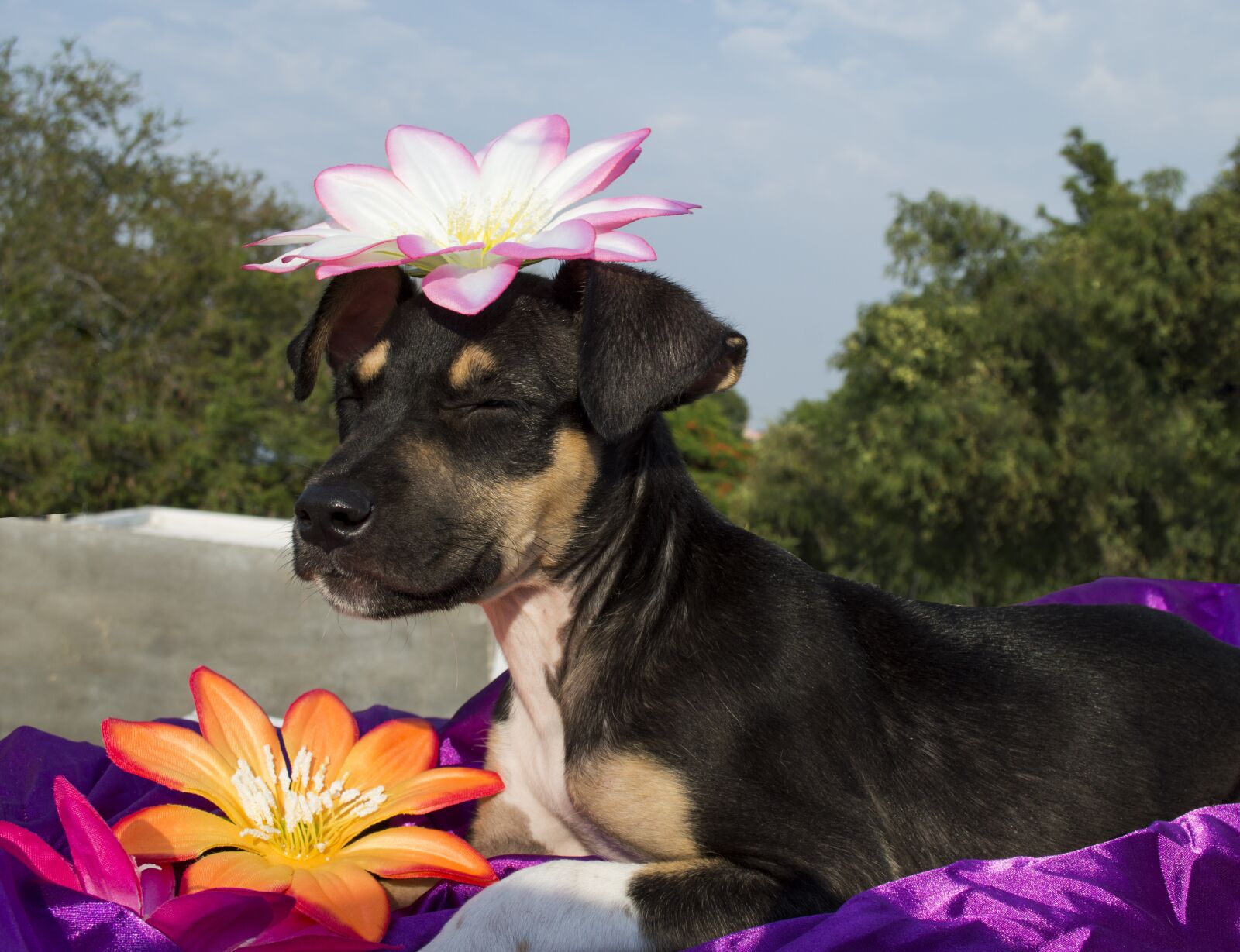 Nikon D3200 sample photo. Dogs, happiness, joy photography