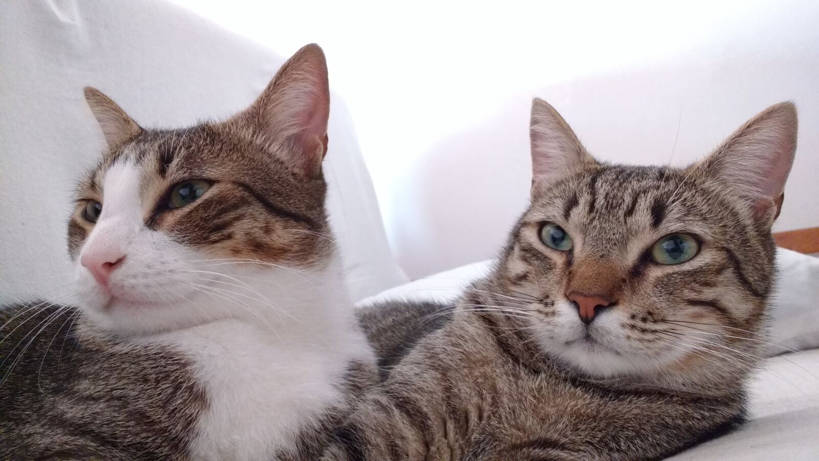 Motorola MotoG3 sample photo. Cat, animalia, cute photography