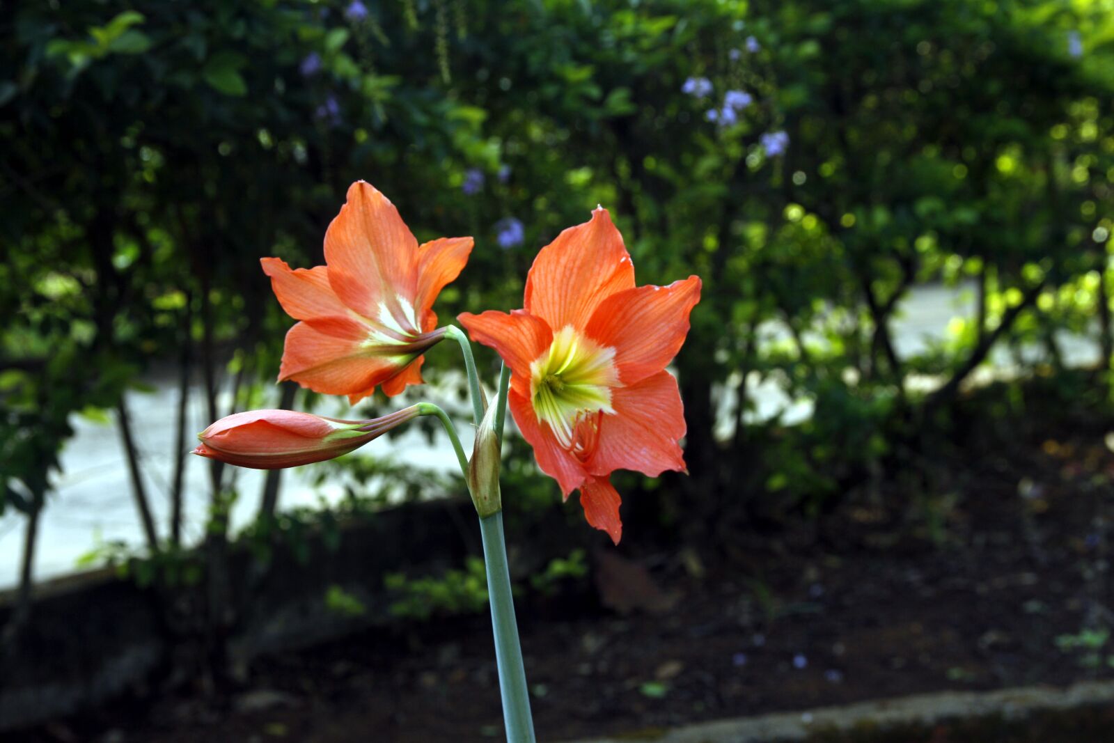 Canon EOS 50D sample photo. Flower, red, light photography
