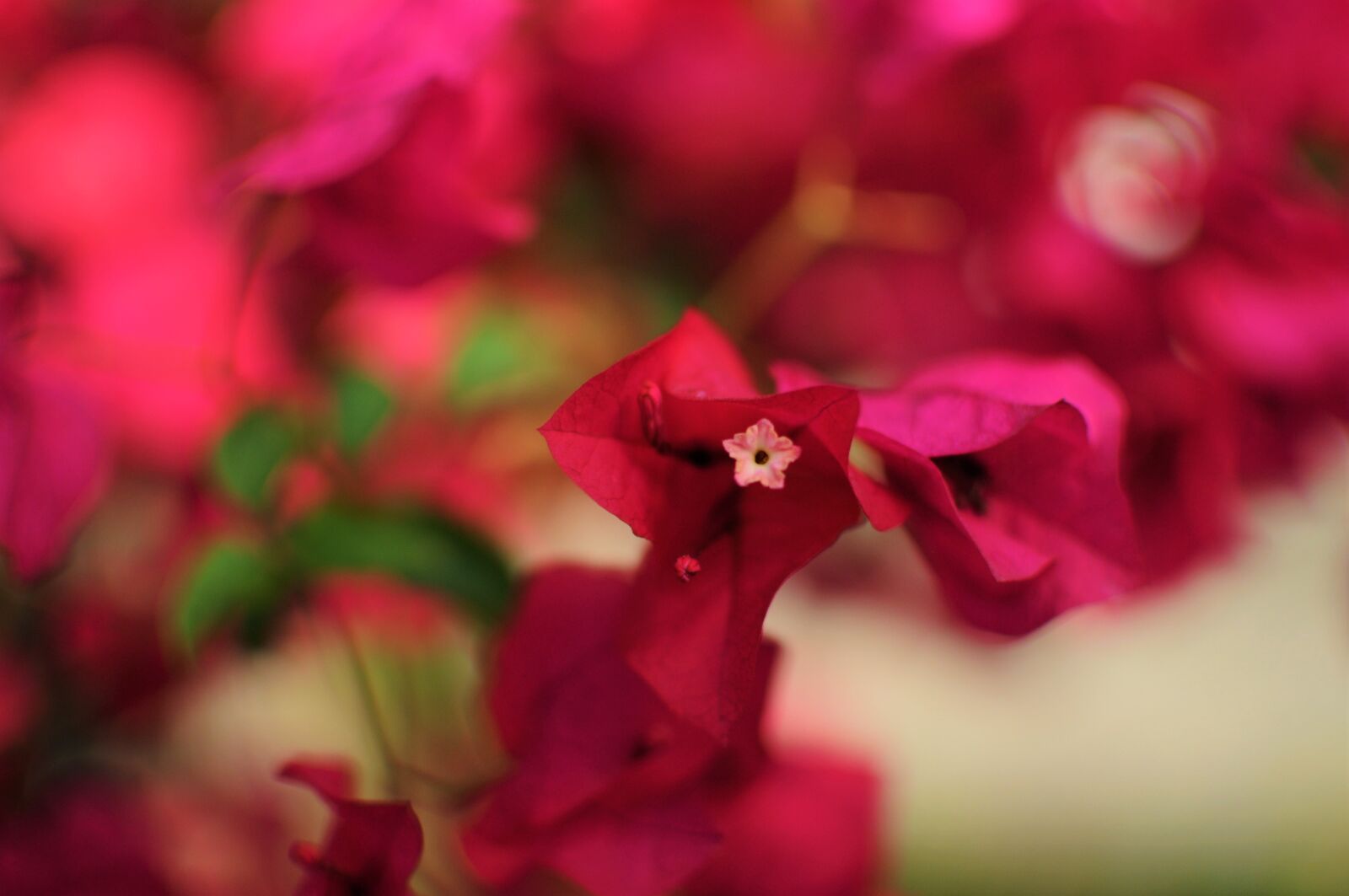 Nikon D300S sample photo. Flower, rosa, flora photography