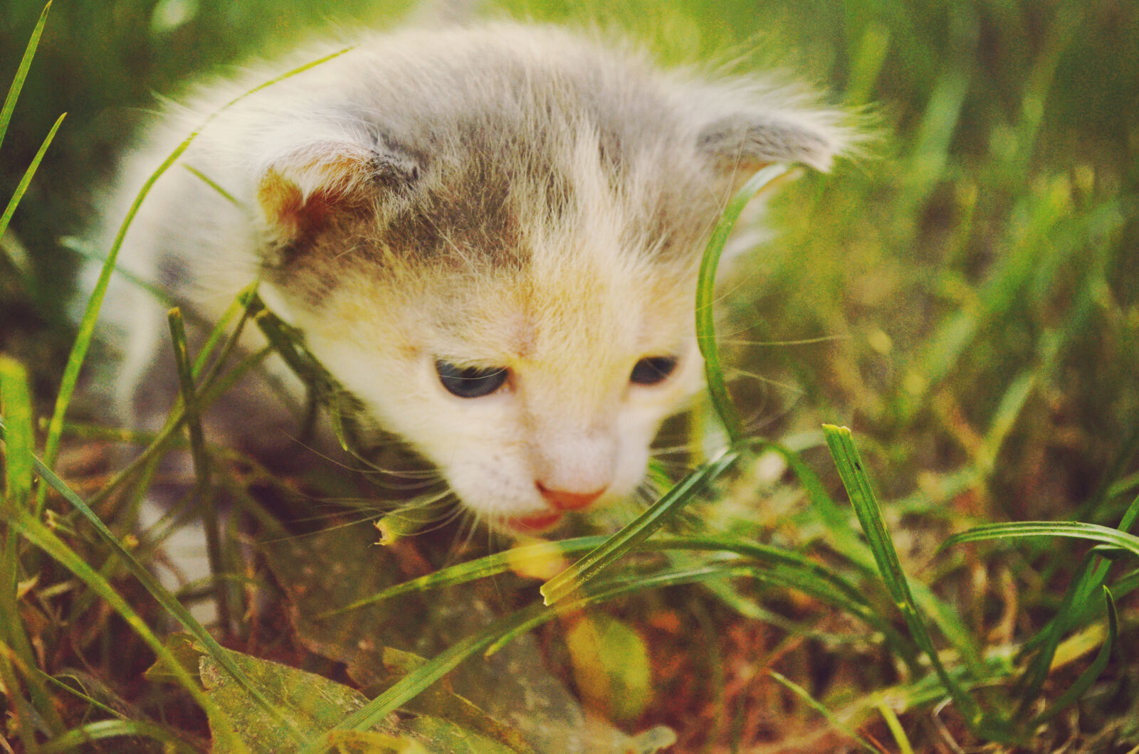 Nikon D5100 sample photo. White, and, gray, kitten photography