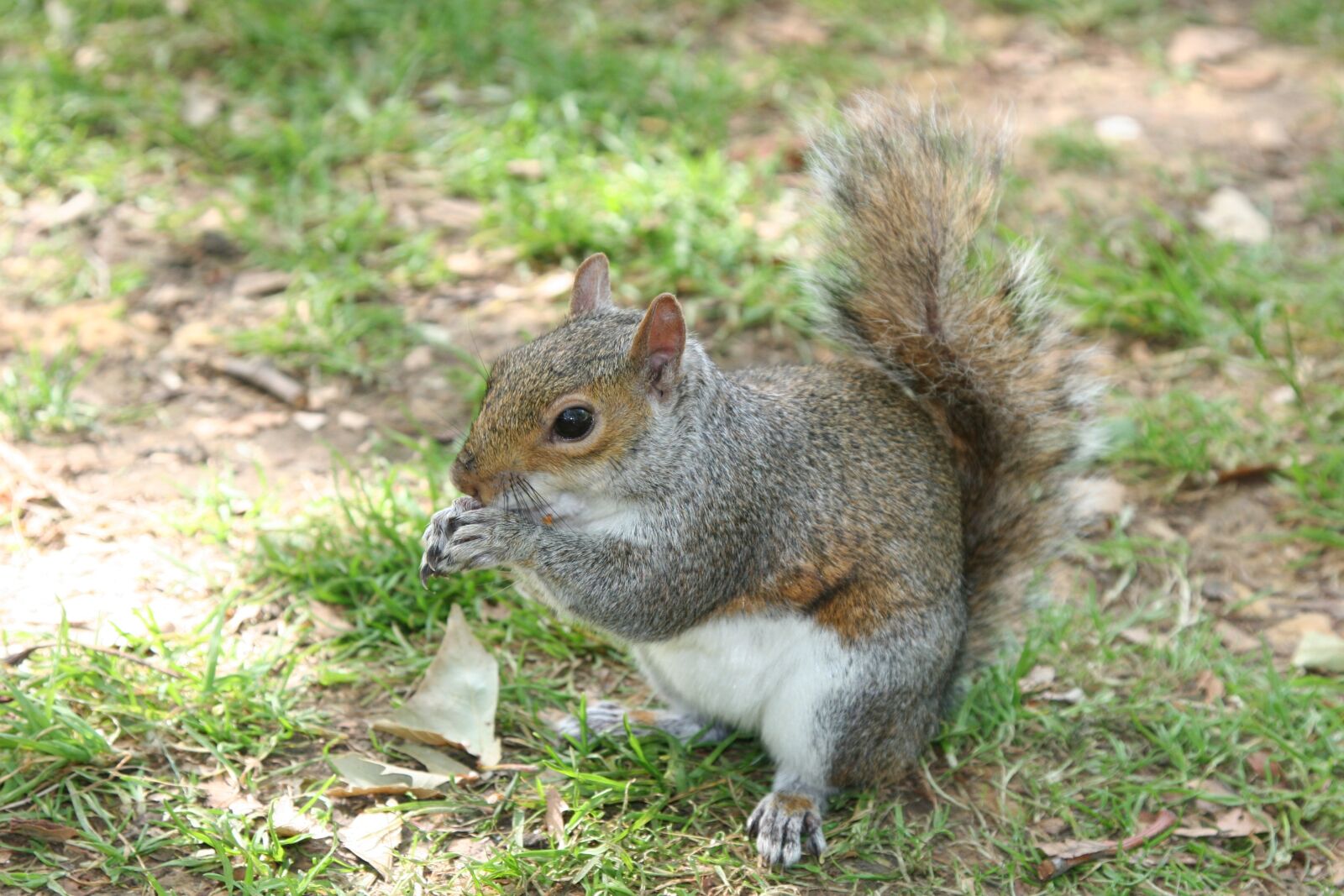 Canon EOS 20D sample photo. The squirrel, pet, park photography