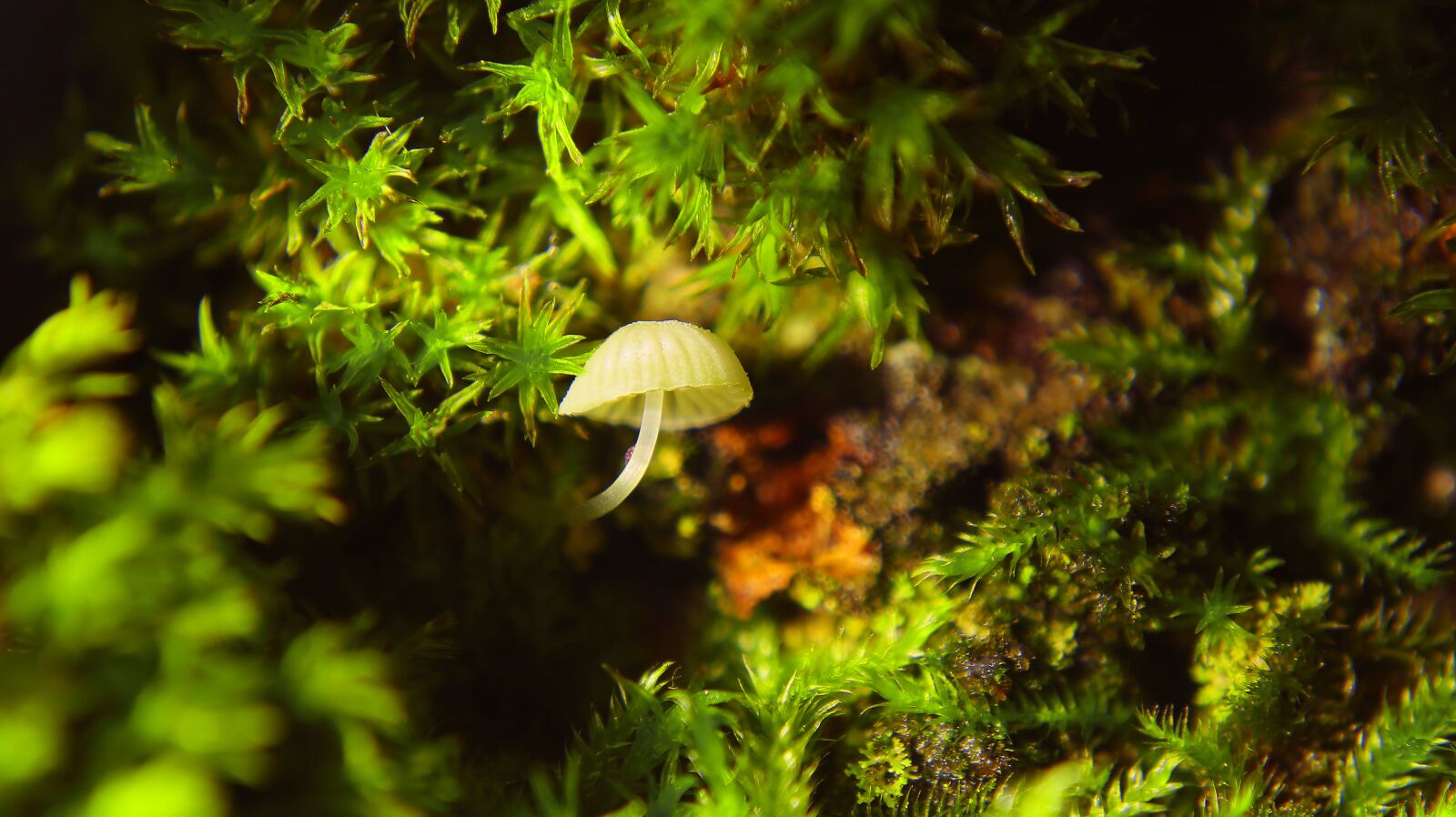 Canon EF-M 15-45mm F3.5-6.3 IS STM sample photo. Mushroom, autumn, leaves photography