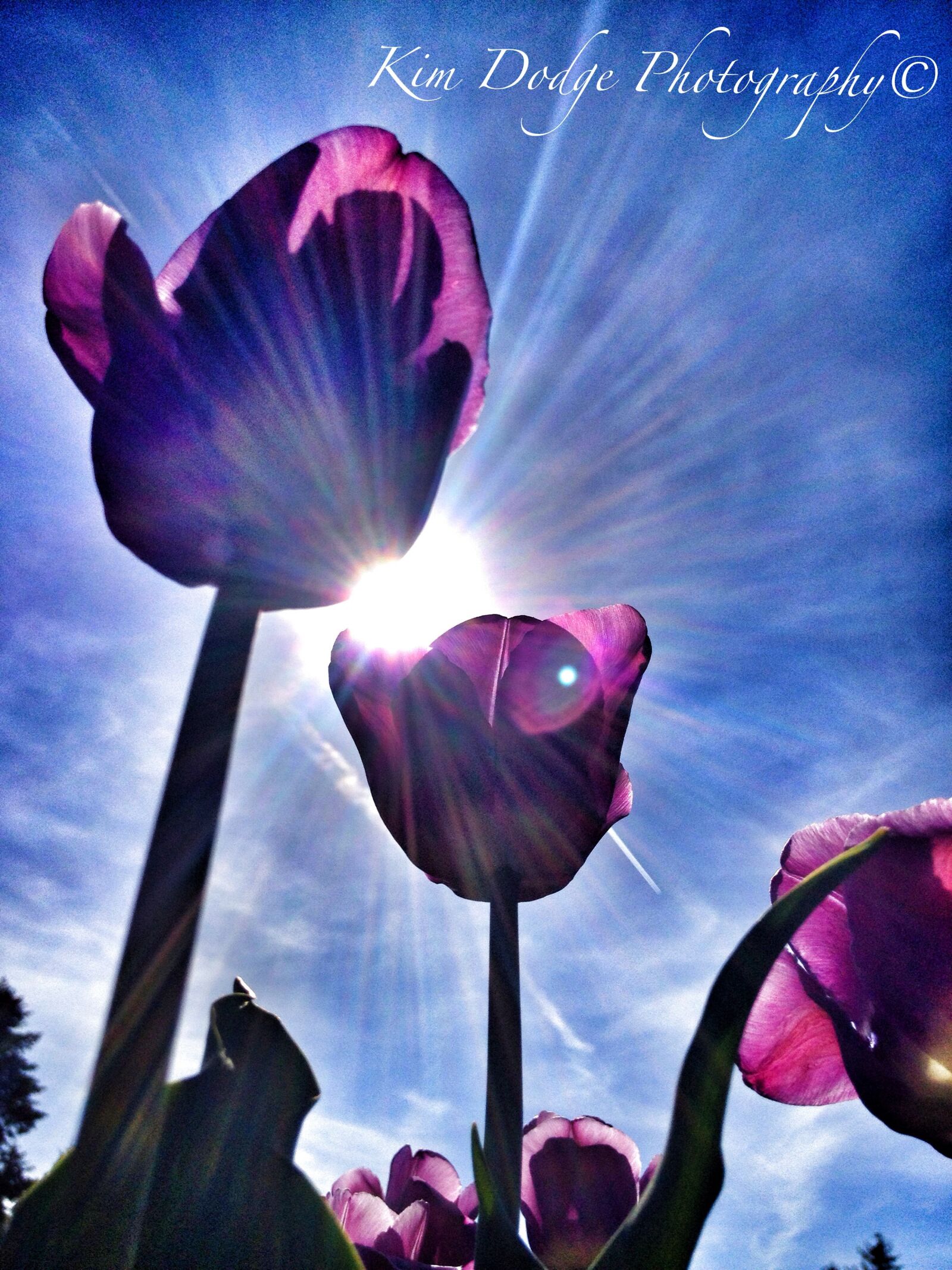 Apple iPhone 4S sample photo. Tulip, sun, spring photography