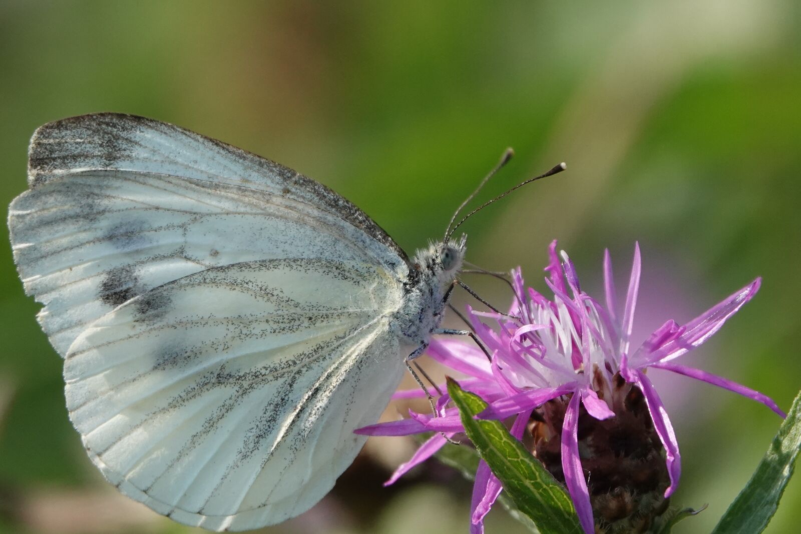 Sony Cyber-shot DSC-RX10 IV sample photo. Butterfly, flower, summer photography