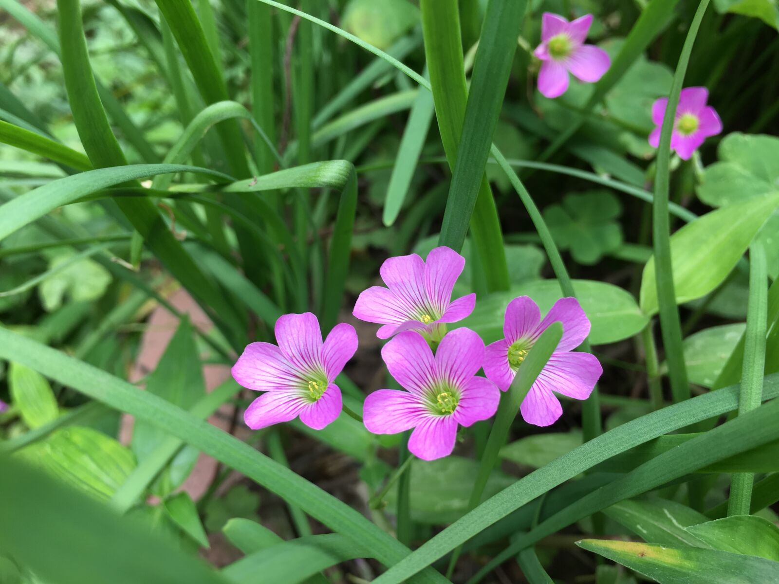 Apple iPhone 6s sample photo. Little, pink, flowers photography