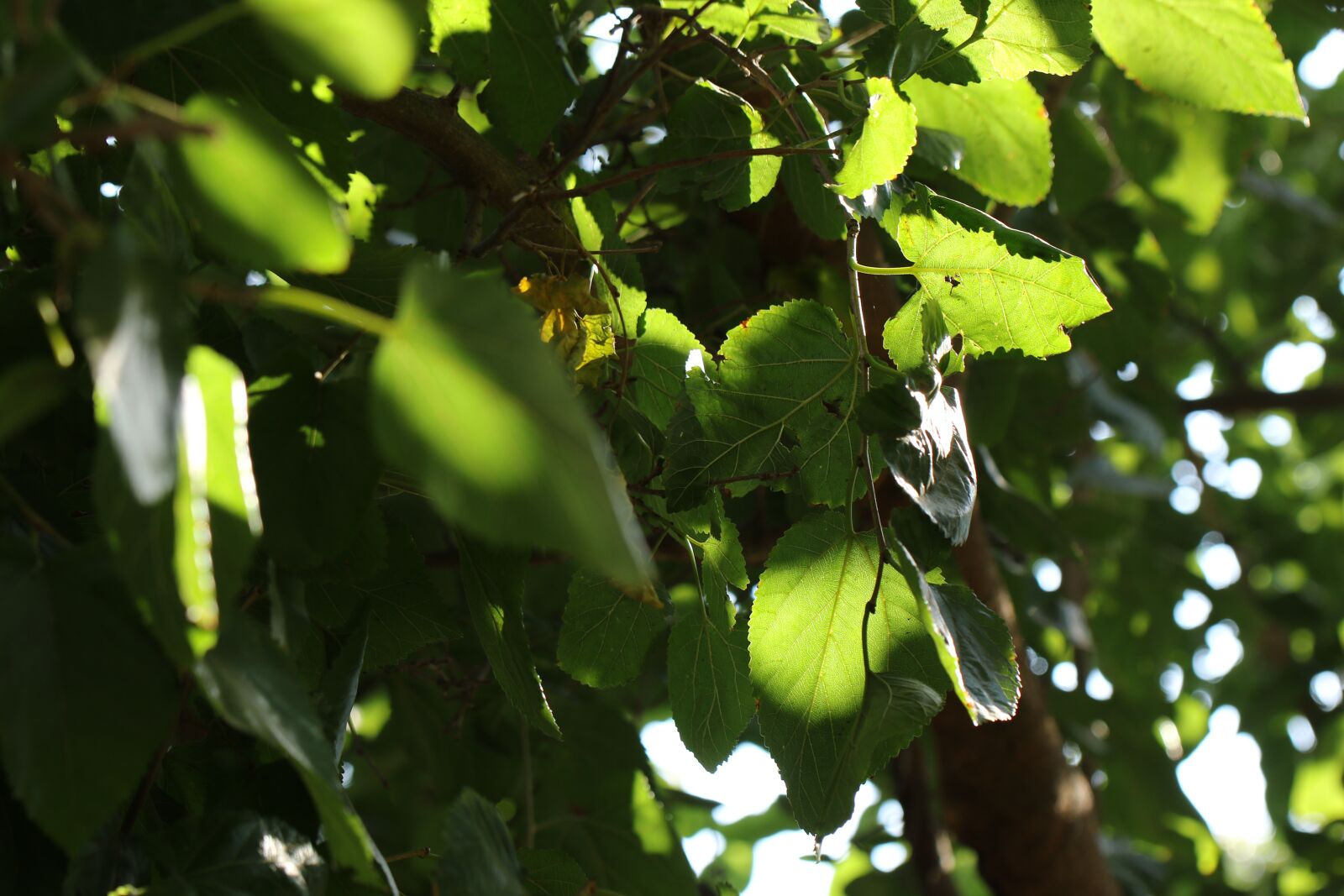 Canon EOS 7D Mark II sample photo. Leaves, tree, nature photography