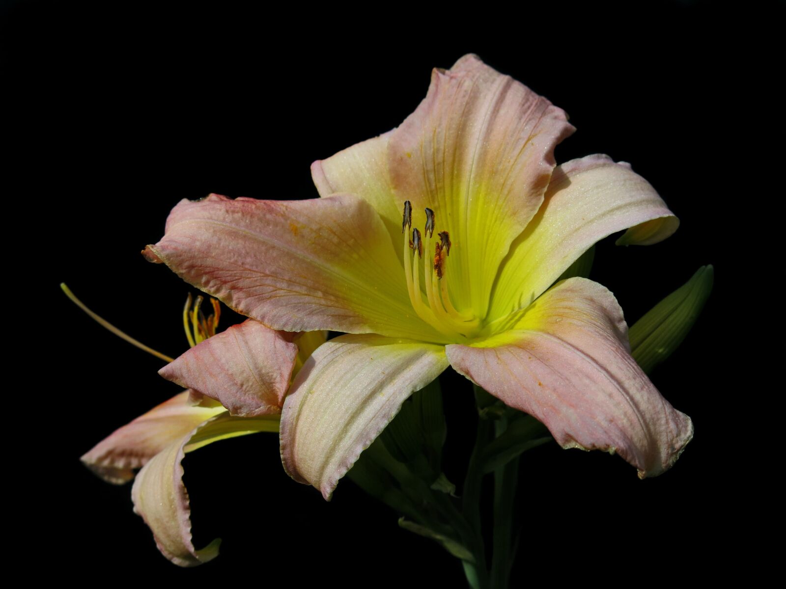 Canon PowerShot G15 sample photo. Daylily, soft pink, large-flowered photography