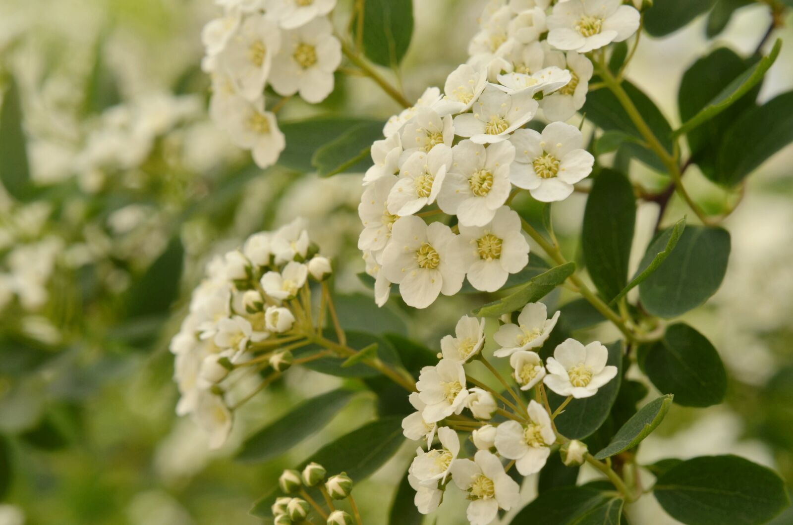Nikon D7000 sample photo. White, flower, hawthorn photography