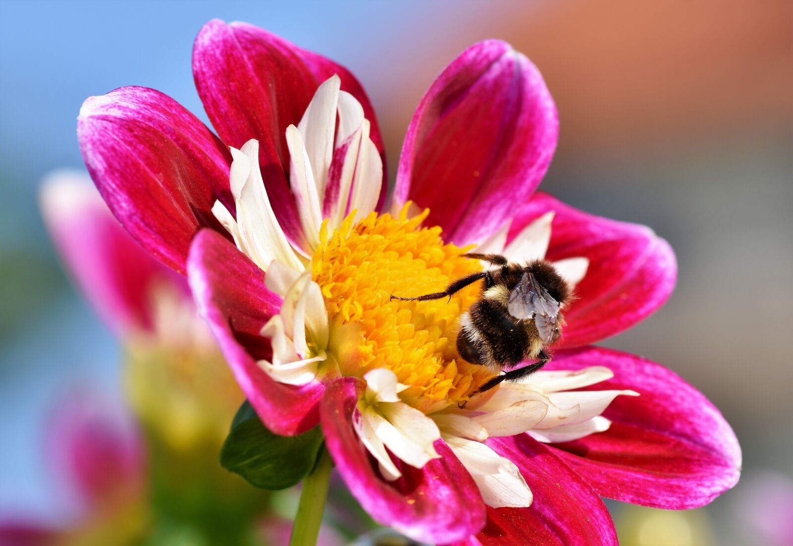 Nikon D7200 sample photo. Zinnia, composites, asteraceae photography