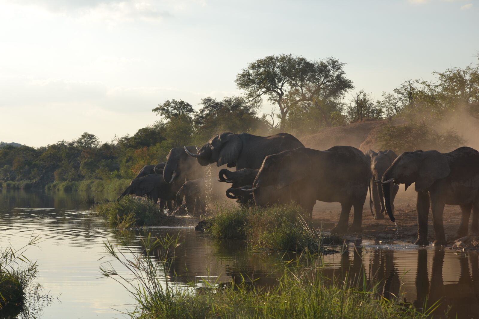 Nikon D3100 sample photo. Wildlife, elephant, kruger park photography