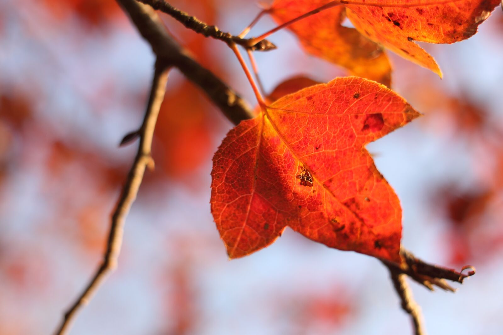Canon EOS 500D (EOS Rebel T1i / EOS Kiss X3) sample photo. Autumn, fall, leaves photography