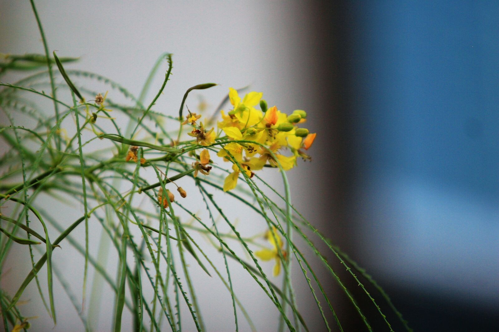 Canon EOS 30D sample photo. Palo verde, jerusalem thorn photography