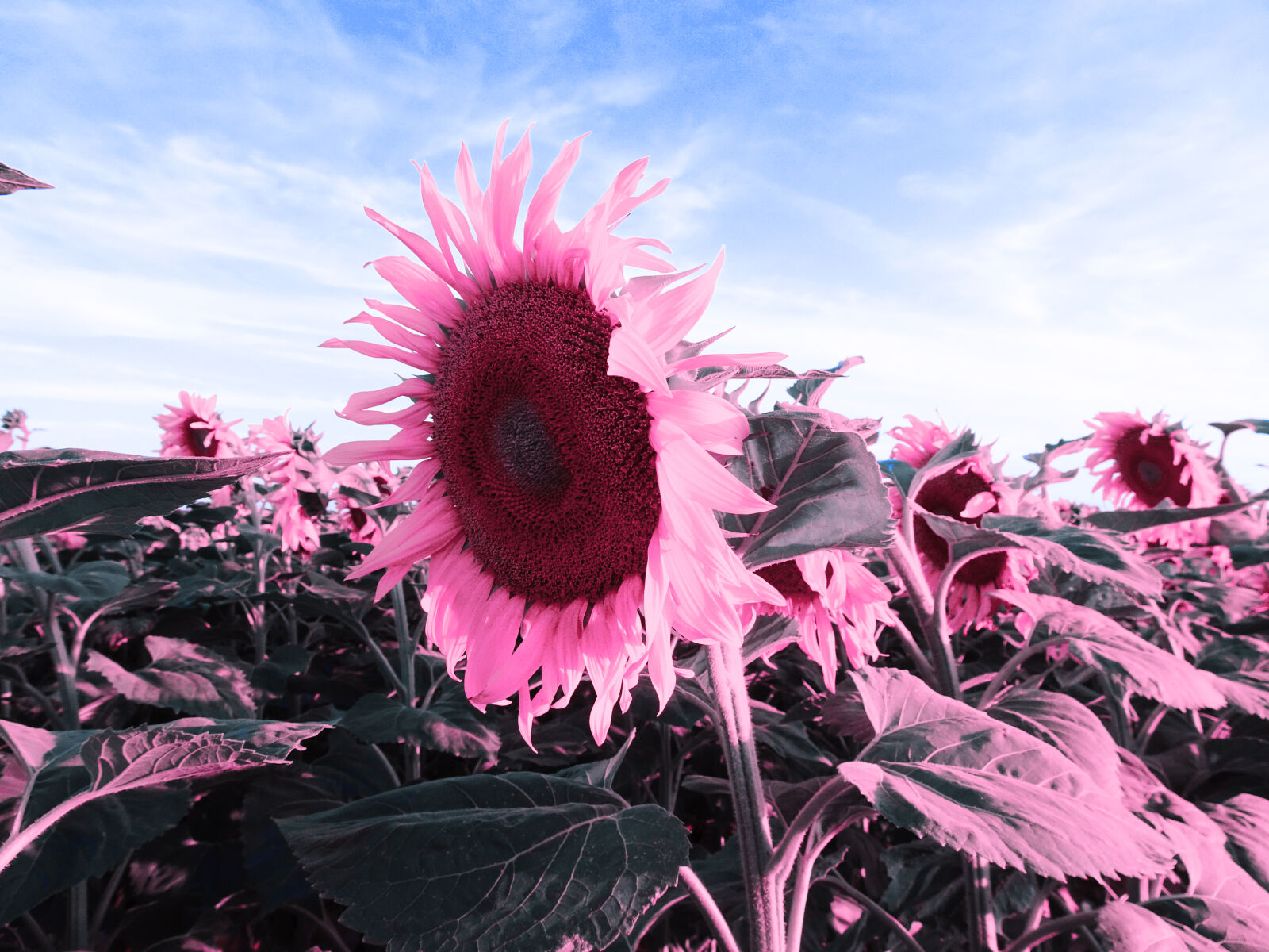 Sony Cyber-shot DSC-HX90V sample photo. Fantasy, pink, flower photography