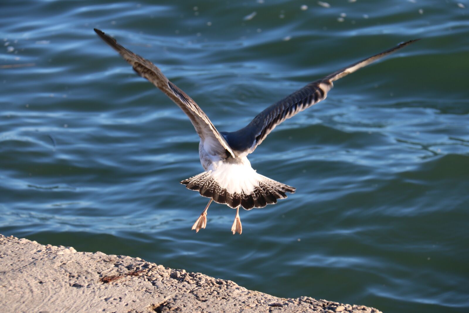 Canon EF-S 18-200mm F3.5-5.6 IS sample photo. Birds, body of water photography
