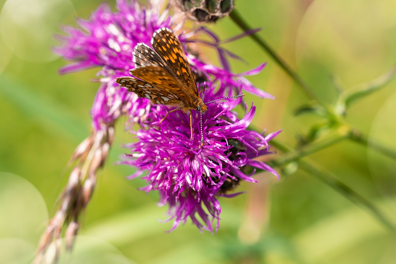 Nikon D7100 sample photo. Butterfly, flower, pointed flower photography
