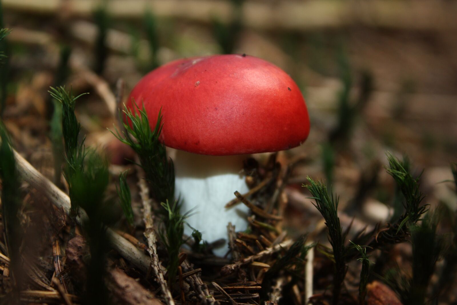 Canon EOS 450D (EOS Rebel XSi / EOS Kiss X2) sample photo. Mushroom, autumn, forest photography