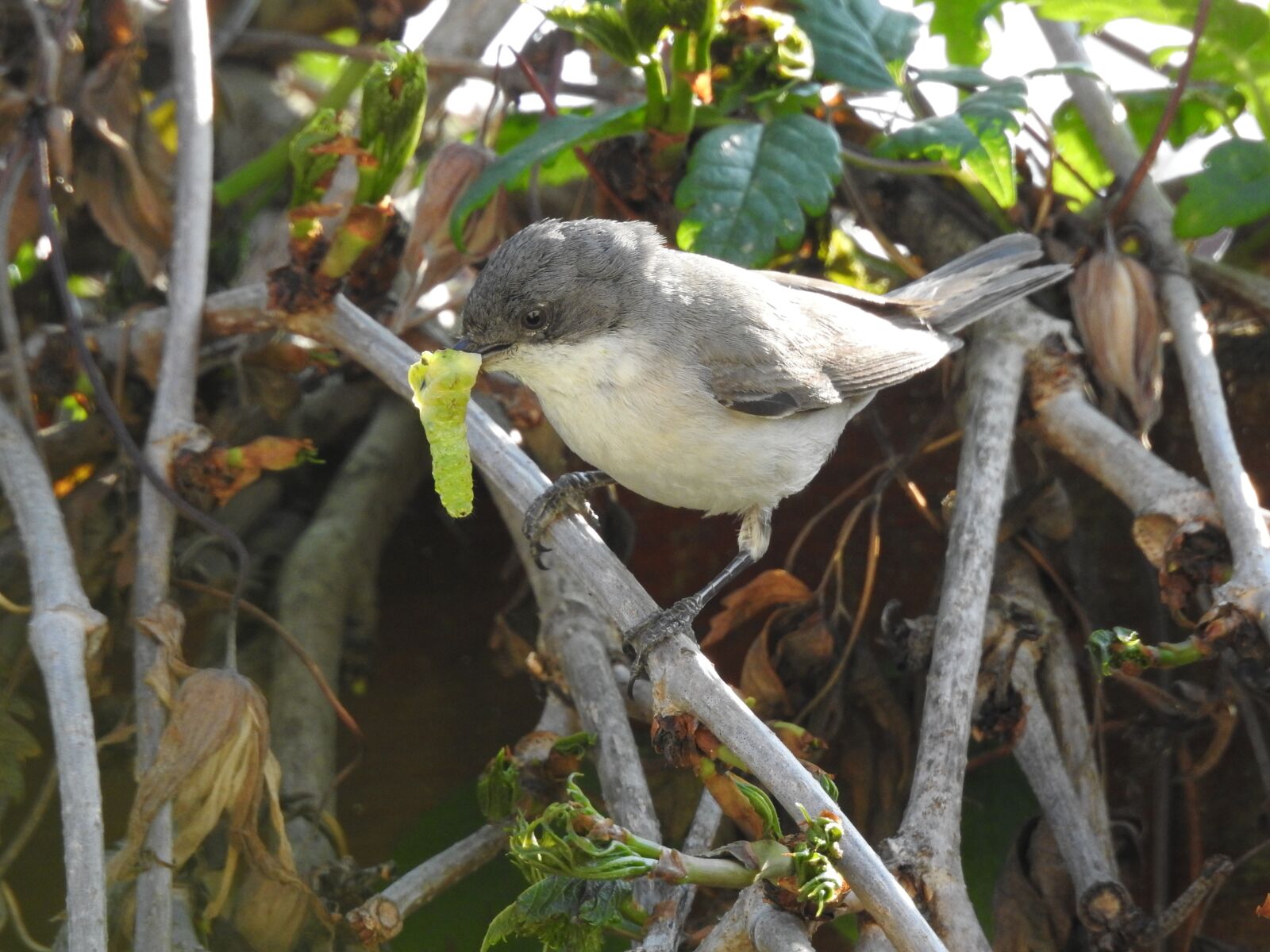 Nikon Coolpix P900 sample photo. Songbirds, folding warbler, food photography