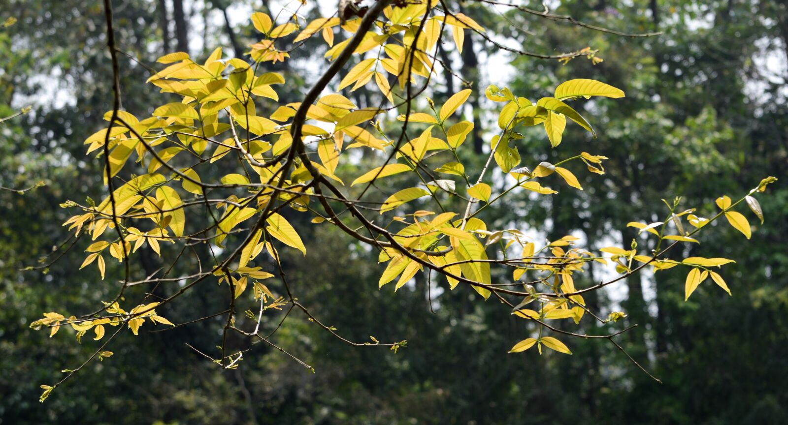 Nikon D5300 sample photo. Trees, nature, tree photography