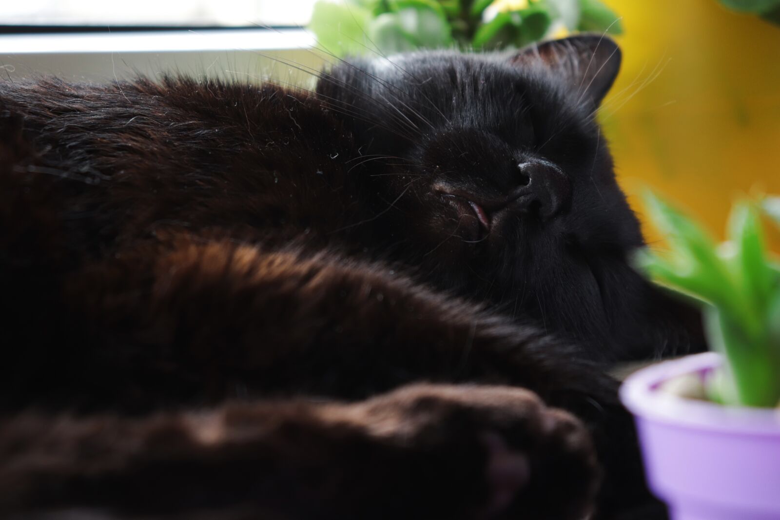 Canon EOS 200D (EOS Rebel SL2 / EOS Kiss X9) sample photo. Cat, black, animals photography