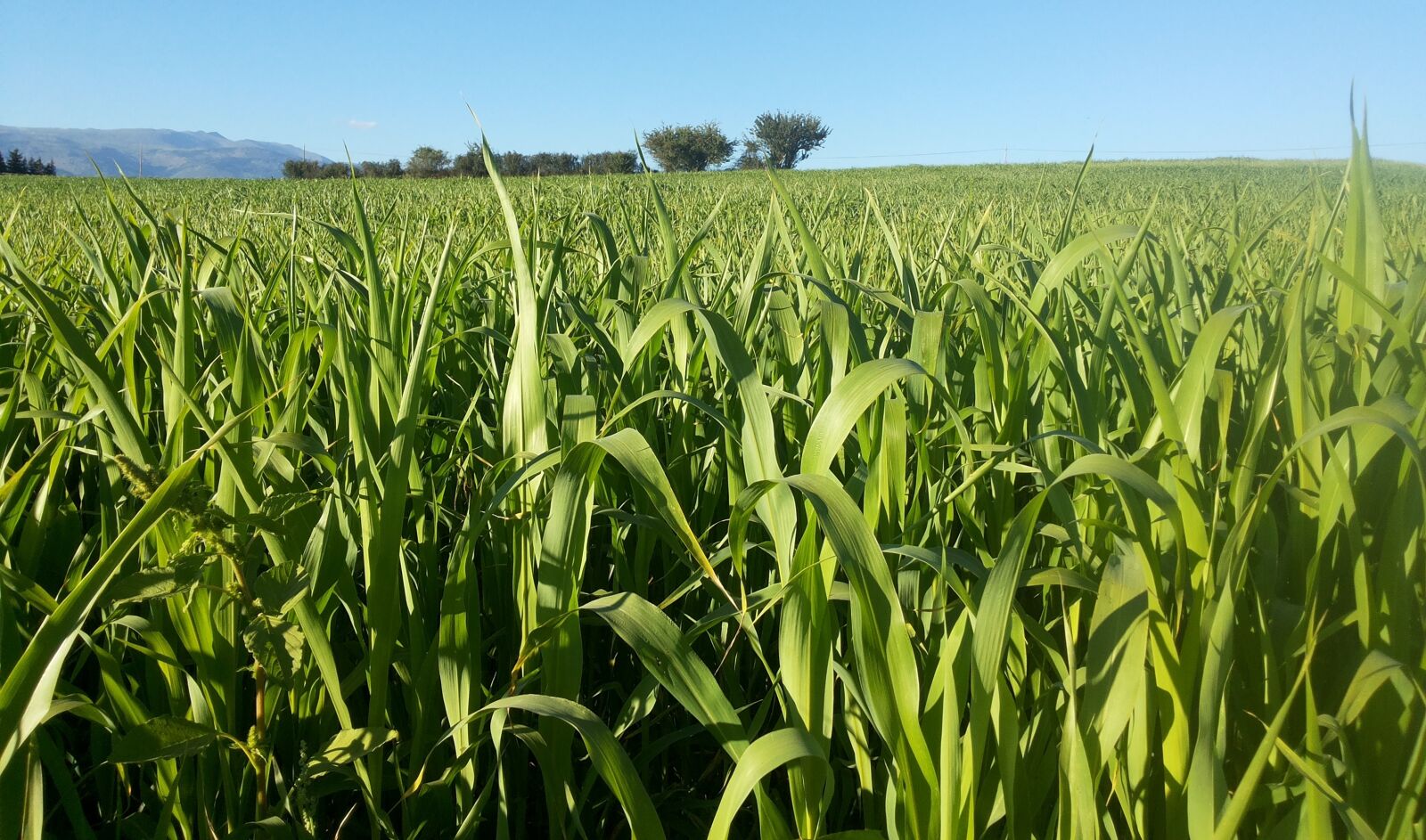 Samsung Galaxy Grand Duos sample photo. Field, corn, harvest photography