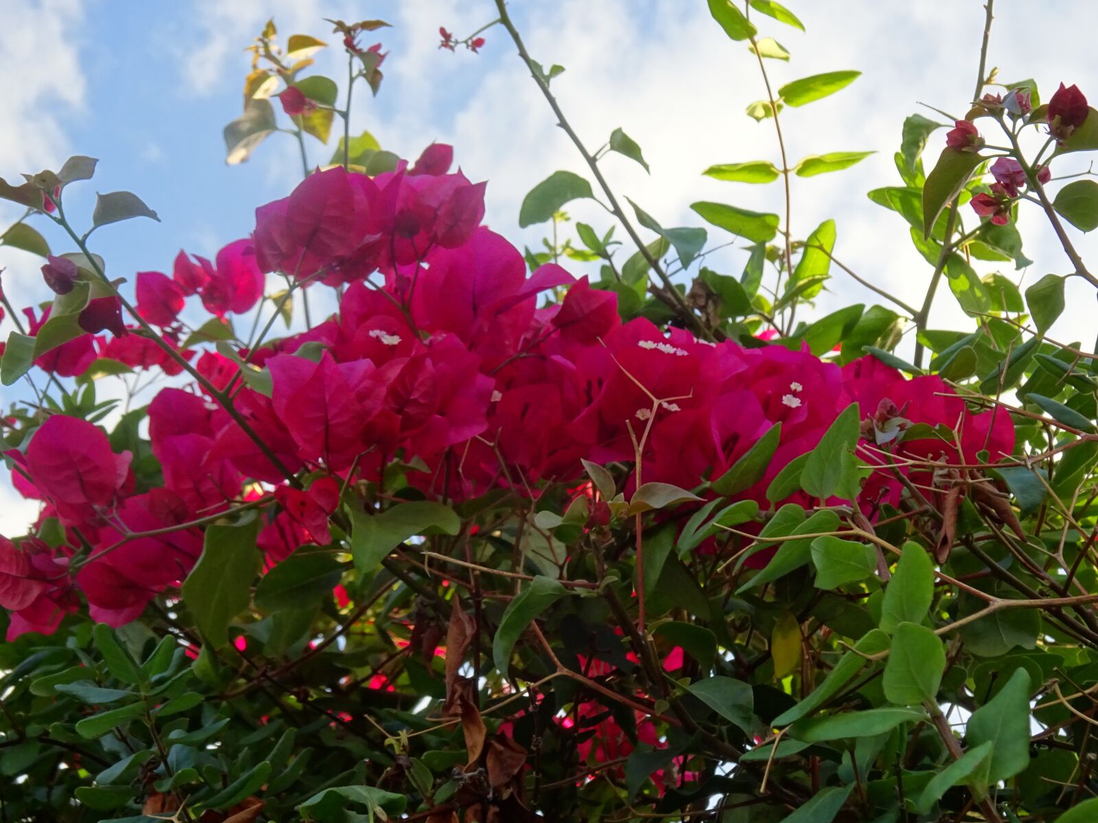 Sony Cyber-shot DSC-WX350 sample photo. Bouganvillas, red flowers, autumn photography