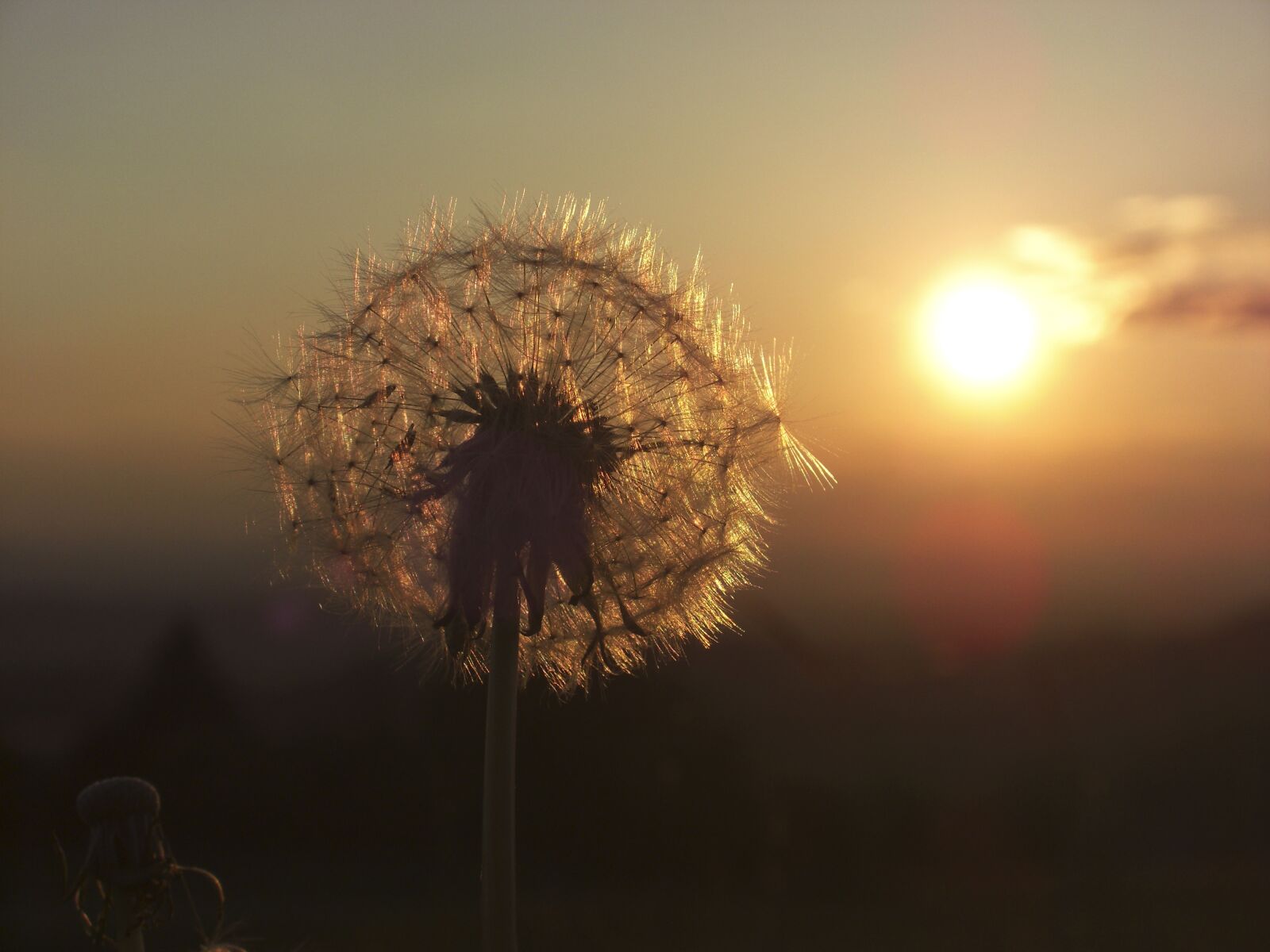 CASIO EX-Z1200 sample photo. Dandelion, sunset, backlighting photography