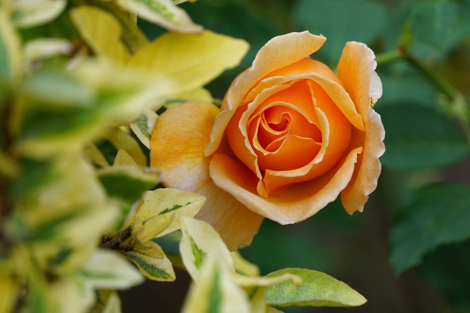 Sony E 55-210mm F4.5-6.3 OSS sample photo. Flowers, sedona, bloom photography