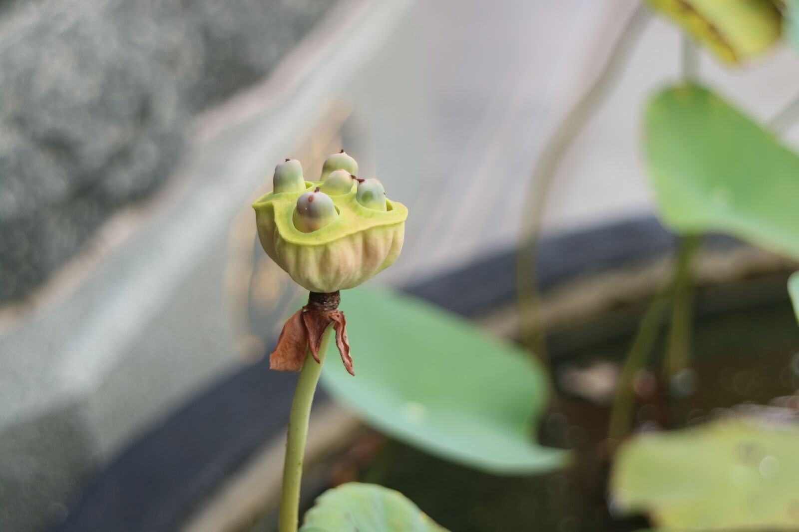 Canon EOS M3 sample photo. Lotus root, lotus photography