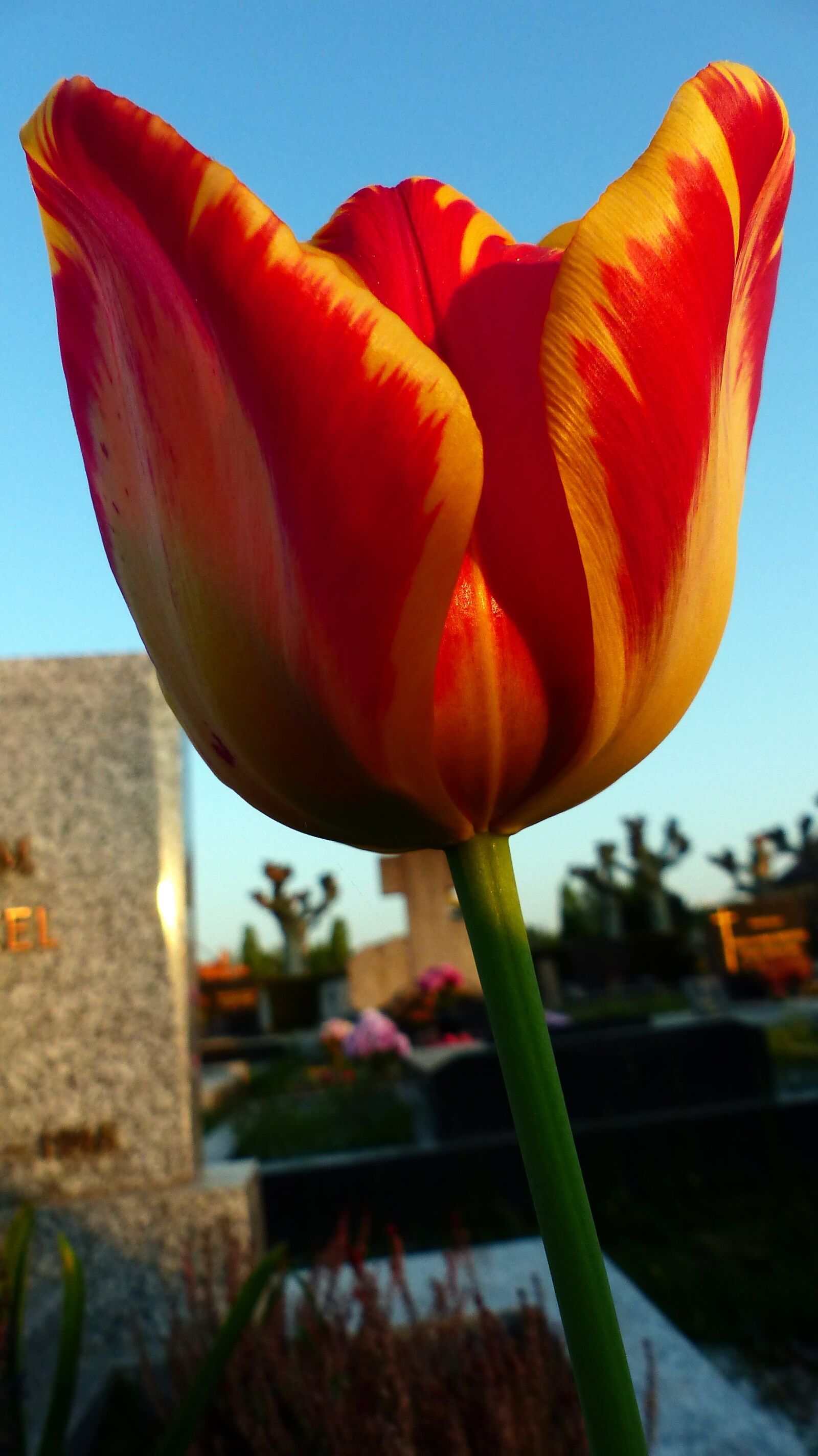 Panasonic Lumix DMC-FZ200 sample photo. No person, nature, tulip photography