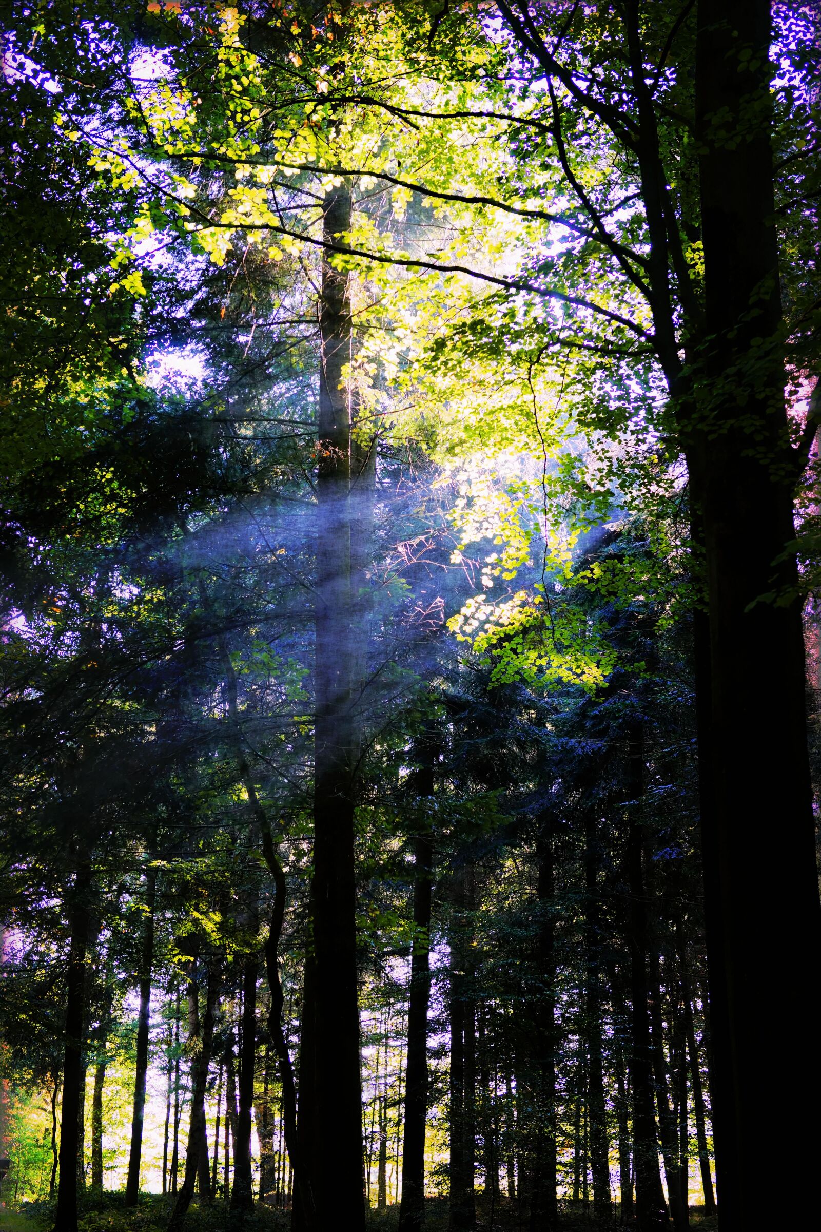 Sony a99 II sample photo. Forest, trees, nature photography