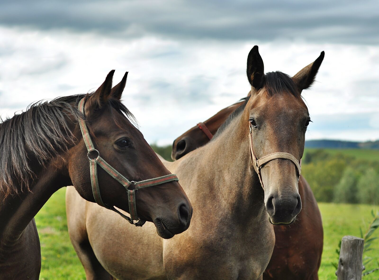 Nikon D90 sample photo. Horses, animals, the horse photography