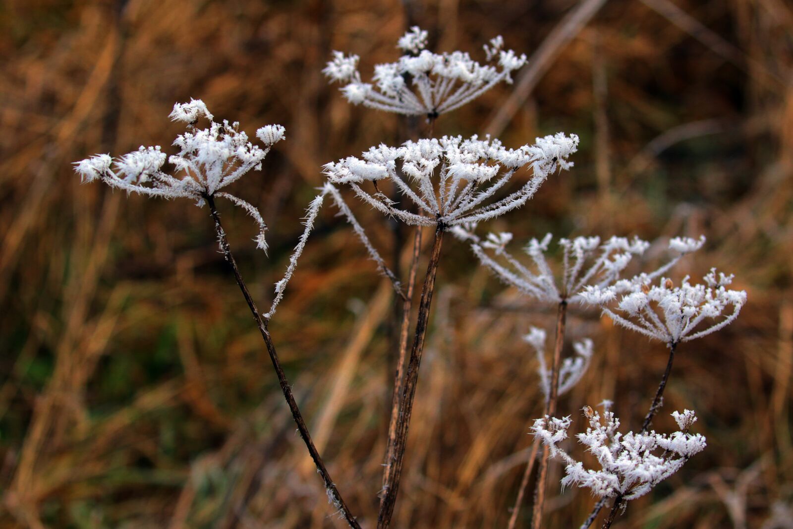 Canon EOS 7D Mark II sample photo. Plant, icy, trees photography