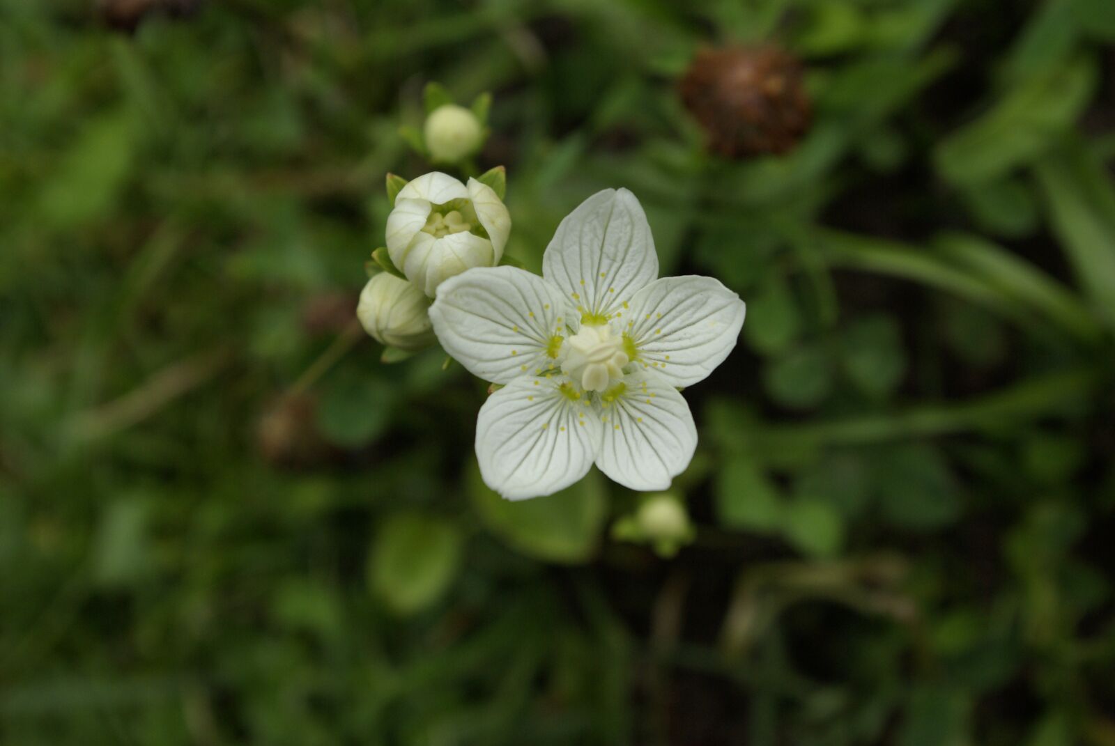 Samsung GX-10 sample photo. Flower, white, nature photography