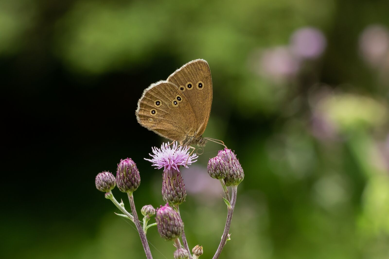 Canon EOS 7D Mark II sample photo. Butterfly, summer, blossom photography