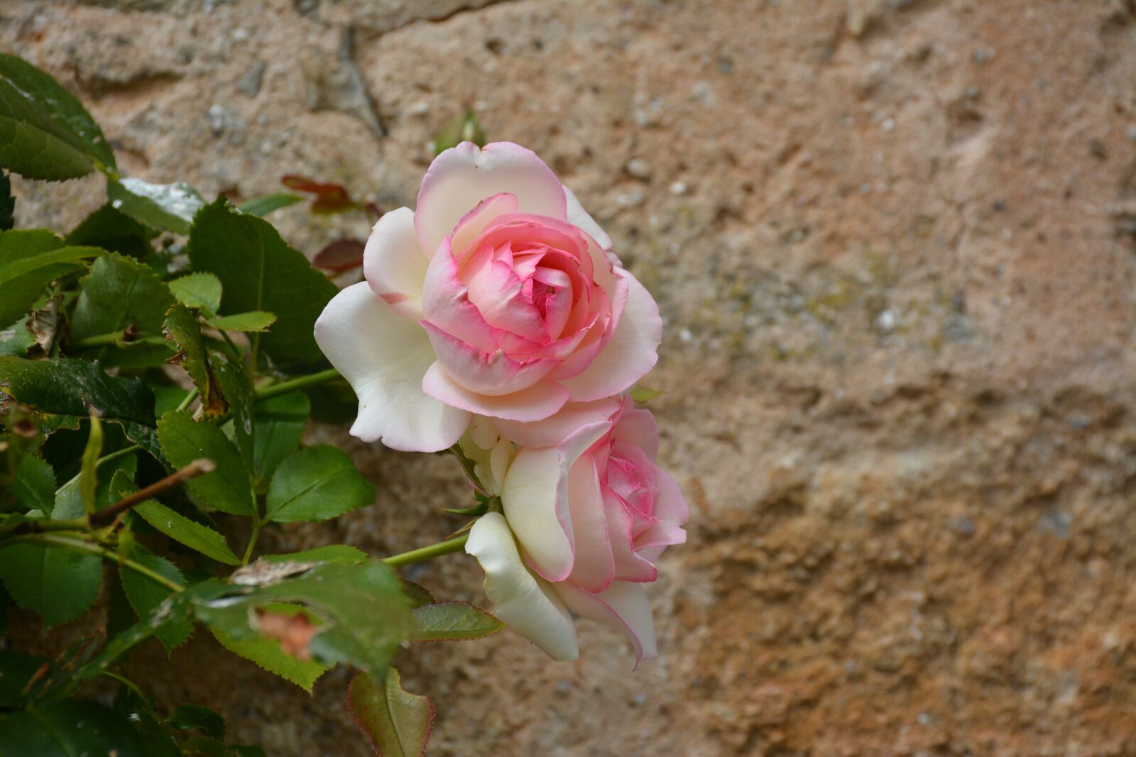 Nikon D7100 sample photo. Roses, beauty, pink photography