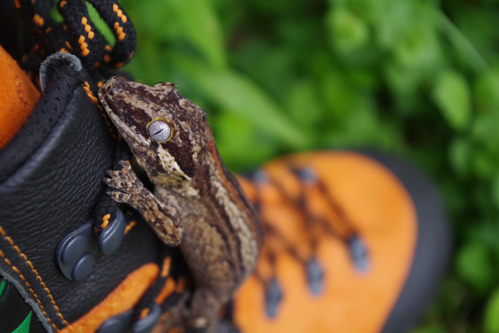 Pentax K-S2 sample photo. Gecko, lizard, wildlife photography