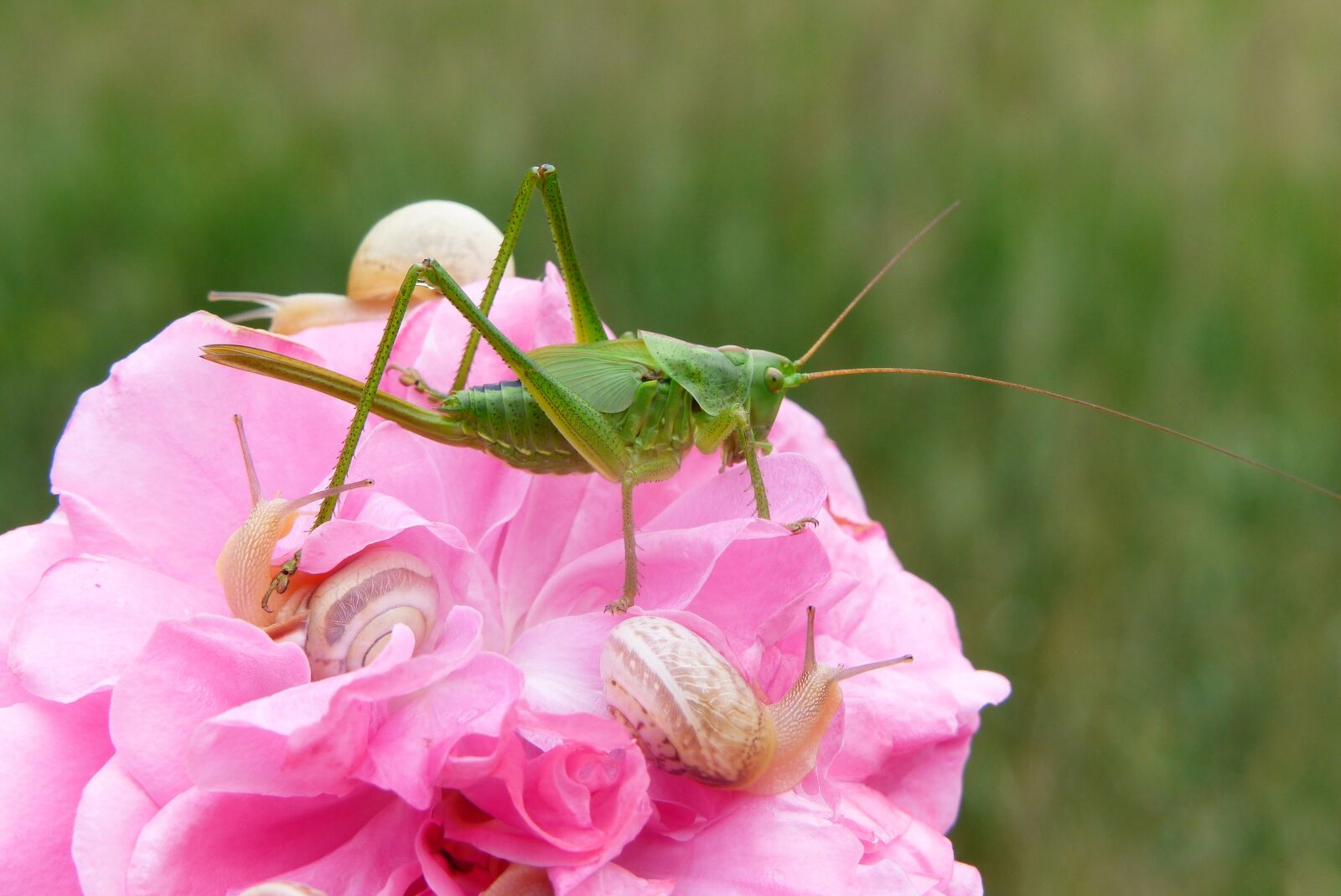 Panasonic Lumix DMC-FZ200 sample photo. Tettigonia viridissima, insect, molluscs photography