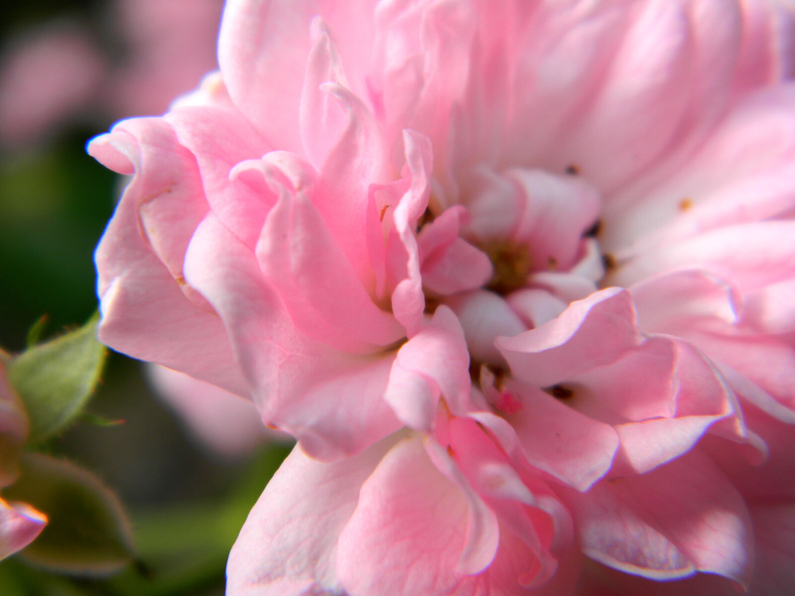 Nikon Coolpix L110 sample photo. Pink, rose, roses photography