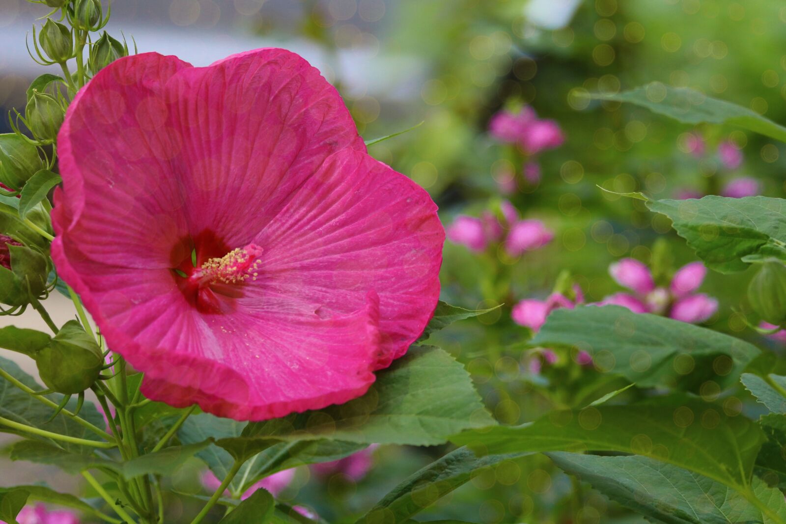 Canon EOS 750D (EOS Rebel T6i / EOS Kiss X8i) sample photo. Dinner, plate, hibiscus photography