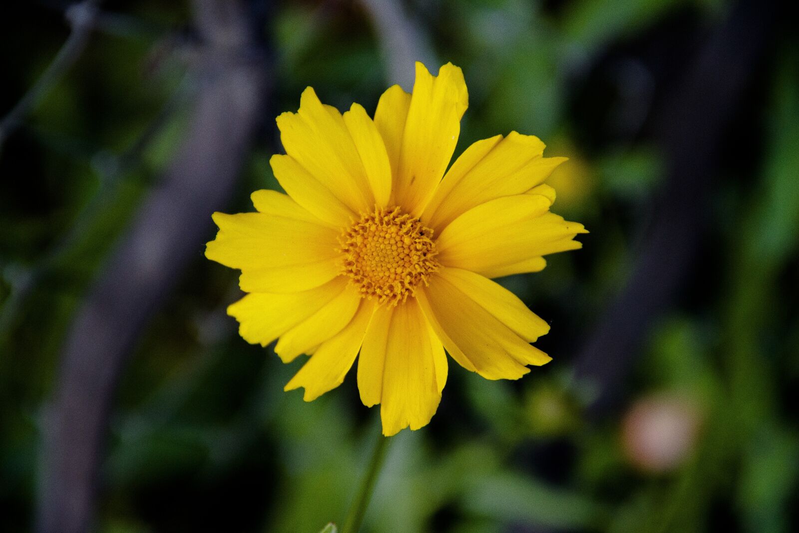 Canon EOS 650D (EOS Rebel T4i / EOS Kiss X6i) sample photo. Flower, yellow, beautiful flower photography