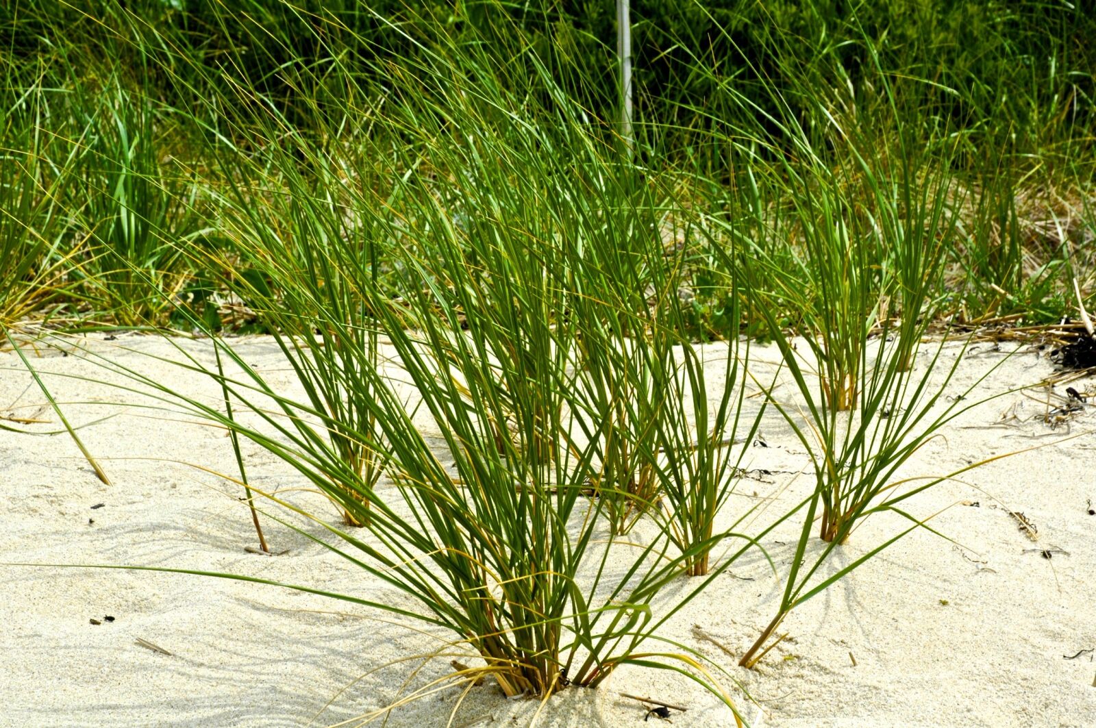 Nikon D70s sample photo. Sand, ocean, grass photography