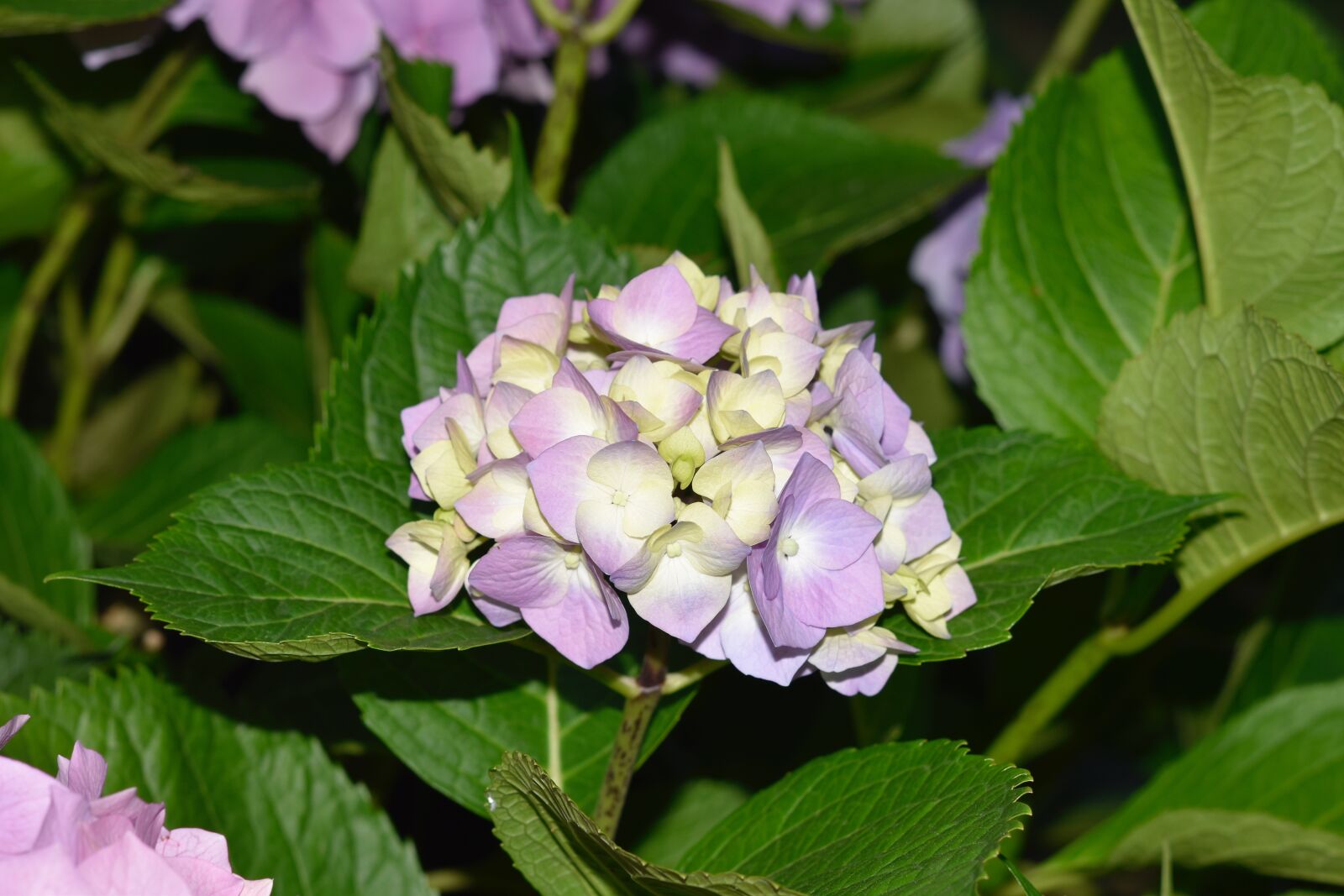 Nikon D5600 sample photo. Flower, flower hydrangea, plant photography