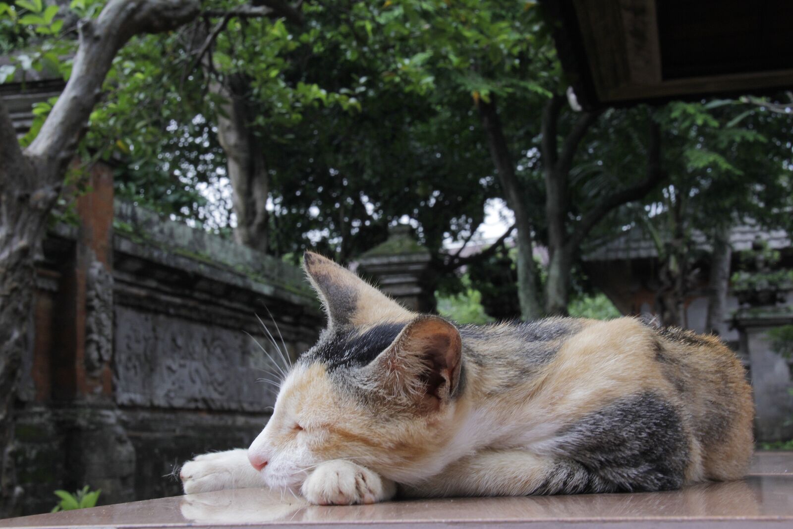 Canon EF-S 18-200mm F3.5-5.6 IS sample photo. Cat, animal, sleeping photography
