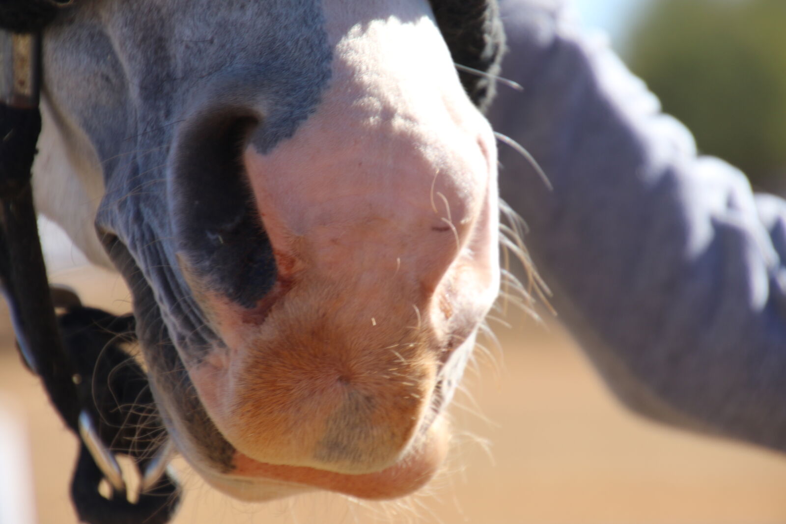 Canon EOS 7D Mark II sample photo. Admire, animal, grey, horse photography