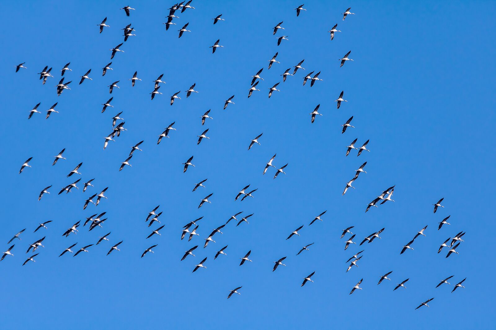 150-600mm F5-6.3 DG OS HSM | Contemporary 015 sample photo. Birds, geese, migratory birds photography
